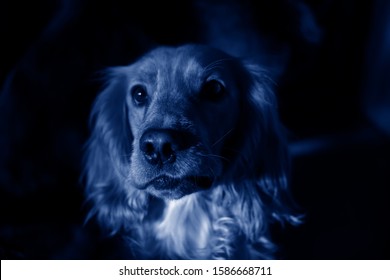 Portrait Of A Dog Breed Russian Spaniel In Blue Tones. Color Of The Year 2020, Classic Blue.