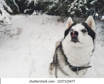 
Portrait Dog Breed Siberian Husky. 
In Winter In The Snowy Coniferous Forest.
The Photo Was Taken On A Mobile Phone.