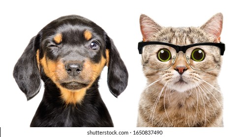 Portrait of dog and cat with eyes diseases isolated on a white background