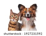 portrait of a dog and a cat looking at the camera in front of a white background