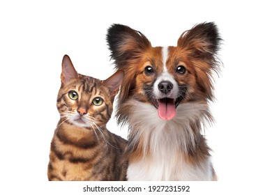 retrato de un perro y un gato mirando la cámara frente a un fondo blanco