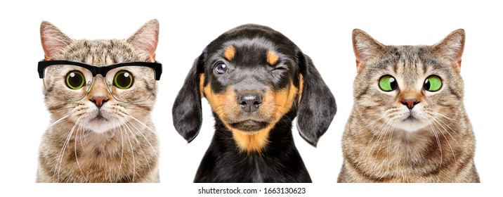 Portrait Of Dog And Cats With Eyes Diseases Isolated On A White Background