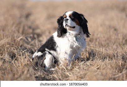 Portrait of a dog cavalier king charles on a grass background