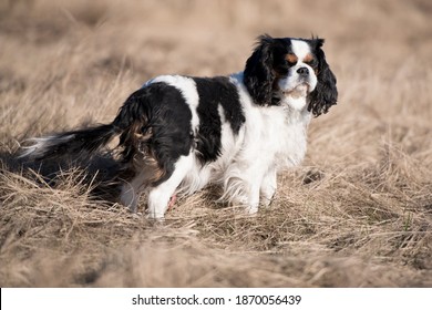 Portrait of a dog cavalier king charles on a grass background