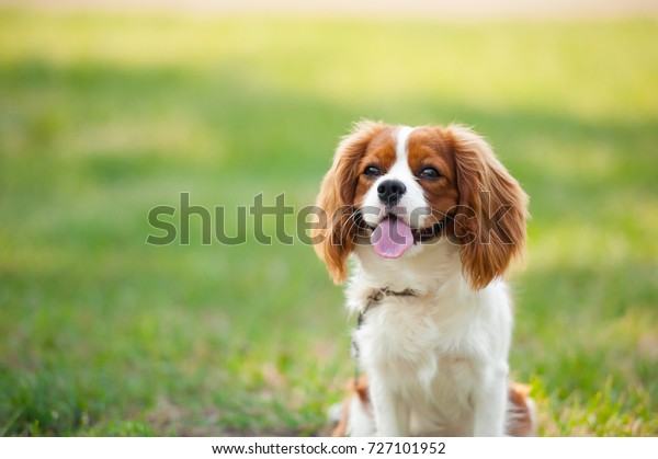 Portrait of a dog cavalier king charles on a\
grass background