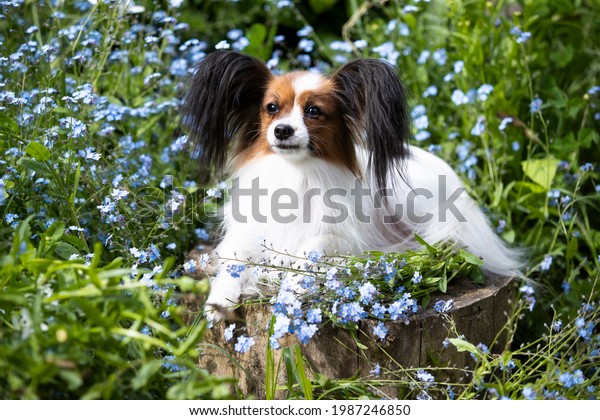 portrait of dog continental toy spaniel, dog\
butterfly on the background of a green\
park