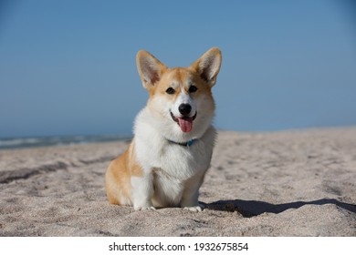 Corgi Images, Stock Photos & Vectors | Shutterstock