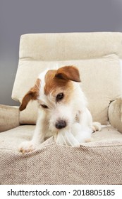 Portrait Dog Destroying A Sofa. Pet Mischief