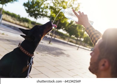 Portrait of dog drinking water from the plastic bottle in the park.