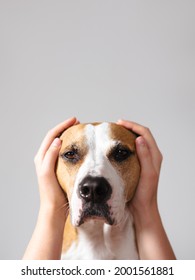 Dog Covering Ears Images Stock Photos Vectors Shutterstock