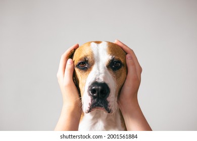 Portrait of a dog with ears covered up with human hands. Scared, frightened pets on holidays and July 4th