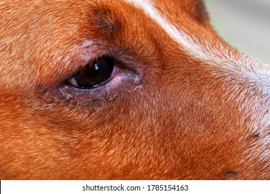 Portrait Of A Dog With Eye Problem, Conjunctivitis. Dog With Bad Swollen Eyes Due To An Infection, Dogs Eye Viewed From The Side Close Up, In A Square Format, Selective Focus To Ad Copy Space.