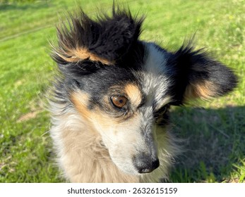 Retrato de perro con orejas esponjosas.