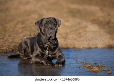 Portrait of a dog in a frozen puddle. Cane Corso lies on the ice