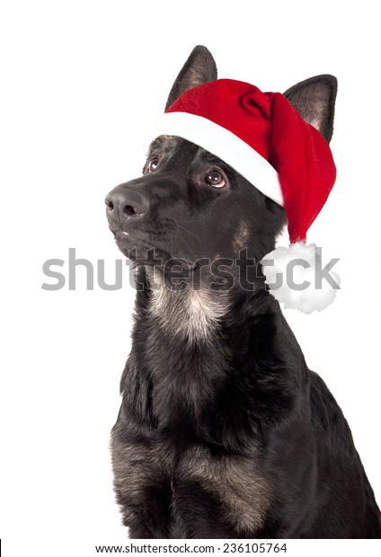 Portrait Dog German Shepherd Puppy Red Stock Photo Edit Now 236105764