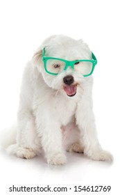 Portrait Of A Dog In Glasses. Funny White Dog In Glasses