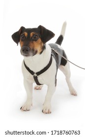 
Portrait Dog Jack Russel Terrier Purebred Male Kept On A Leash On Studio Isolated White Background