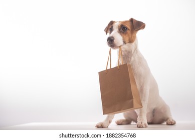 Portrait of dog jack russell terrier holding a paper craft bag in its mouth on a white background