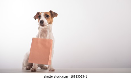 Portrait of dog jack russell terrier holding a pink paper bag in his mouth on a white background. Copy space.