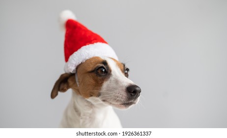 52,038 Dog With Santa Hat Images, Stock Photos & Vectors | Shutterstock