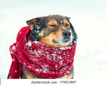 Portrait of a dog with knitted scarf tied around the neck walking in blizzard in the forest