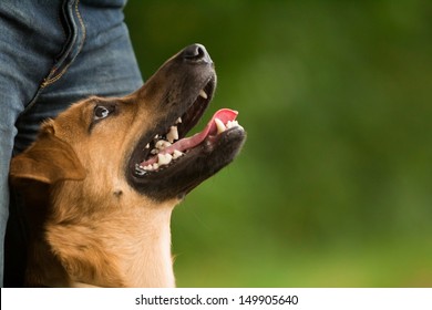 Portrait Of A Dog Looking Up At Its Owner