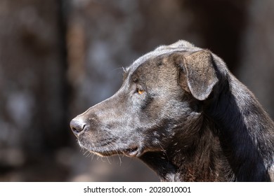 Portrait Of Dog Looking Sideways