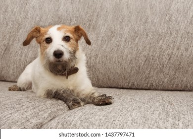 Portrait Dog Mischief. Dirty Jack Russell Playing On Sofa Furniture With Muddy Paws And Guilty Expression.