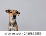 Portrait of dog mixed breed on light background looking at camera at owner. Caring for pets. Template with space for copyspace, advertising, design