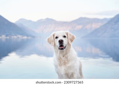 portrait of a dog in nature. Golden retriever on the background of mountains and the sea. Travel with pet  - Powered by Shutterstock