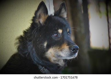 Portrait Of A Dog Not Looking At The Camera,blurred Background