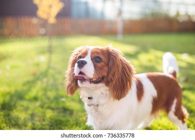 Portrait of a dog on a background of green grass