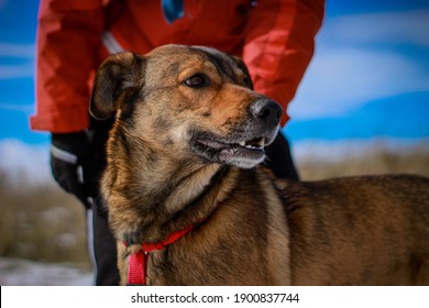 犬 の画像 写真素材 ベクター画像 Shutterstock