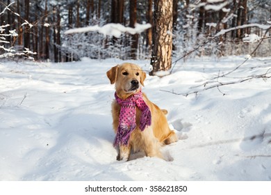 Portrait Of A Dog On The Snow In The Park. Golden Retriever. Clothes For Dogs. Pink Scarf