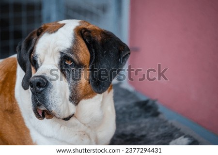 Similar – Image, Stock Photo St Bernard dog standing in lake