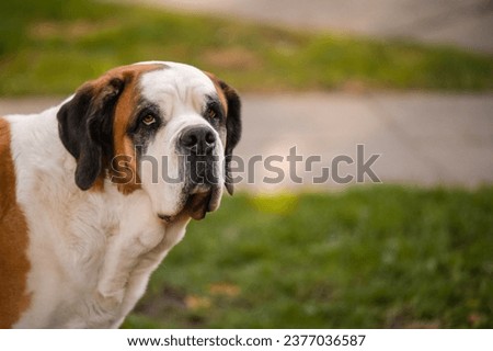 Similar – Image, Stock Photo St Bernard dog standing in lake
