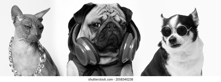 Portrait of dog of the pug breed in the hoodie listening to music in headphones. Cat of sphinx breed and chihuahua wearing in fashion glasses and gold chain.
