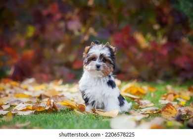 portrait of dog puppy biewer terrier in autumn