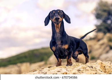 portrait  of a dog (puppy), breed dachshund black and tan, stand on a stone against a background of green hills and sky
