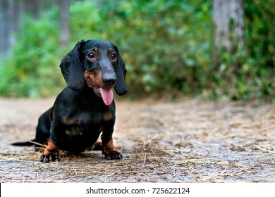 portrait of a dog (puppy) breed dachshund black tan, smile in the green forest 