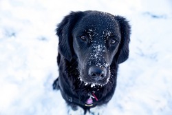 Portrait Of A Dog In The Snow, Mix Between A Border Collie And Golden Retriever