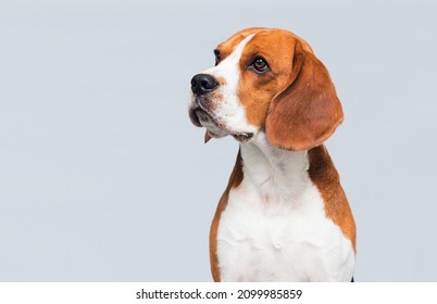 portrait of a dog in the studio beagle breed - Shutterstock ID 2099985859