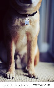 Portrait Of Dog With Dog Tag