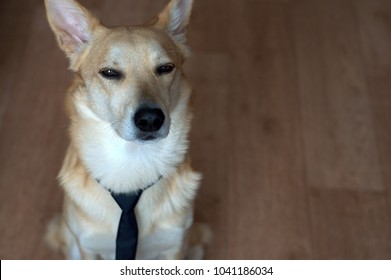 Portrait Of A Dog In A Tie With A Serious And Suspicious Look