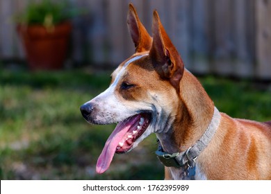 portrait of a dog with tongue out