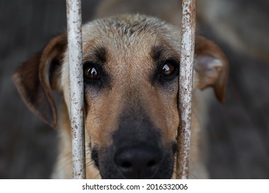Portrait of a dog with a very sad look causing pity close-up behind the rusty and dirty grid of the cage. A sad animal in a dog shelter or shelter for homeless animals