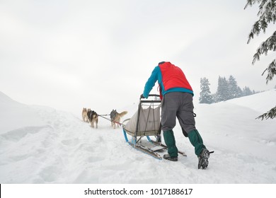 Portrait Of Dogs Participating In The Dog Sled Racing Contest