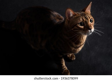 Animaux Chat Fond Noir High Res Stock Images Shutterstock