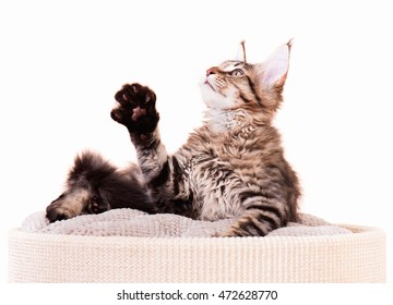 Portrait Of Domestic Black Tabby Mackerel Maine Coon Kitten - 3,5 Months Old. Cat Isolated On White Background.