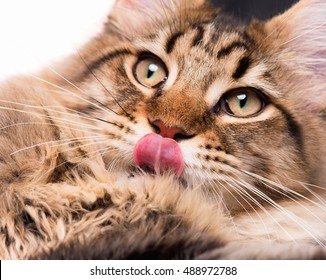 Portrait Of Domestic Black Tabby Maine Coon Kitten - 5 Months Old. Cute Young Cat Licking Lips After Eating A Treat. Close-up Studio Photo Of Striped Kitty Looking Away. 